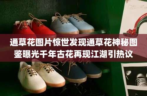通草花图片惊世发现通草花神秘图鉴曝光千年古花再现江湖引热议