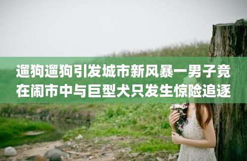 遛狗遛狗引发城市新风暴一男子竟在闹市中与巨型犬只发生惊险追逐